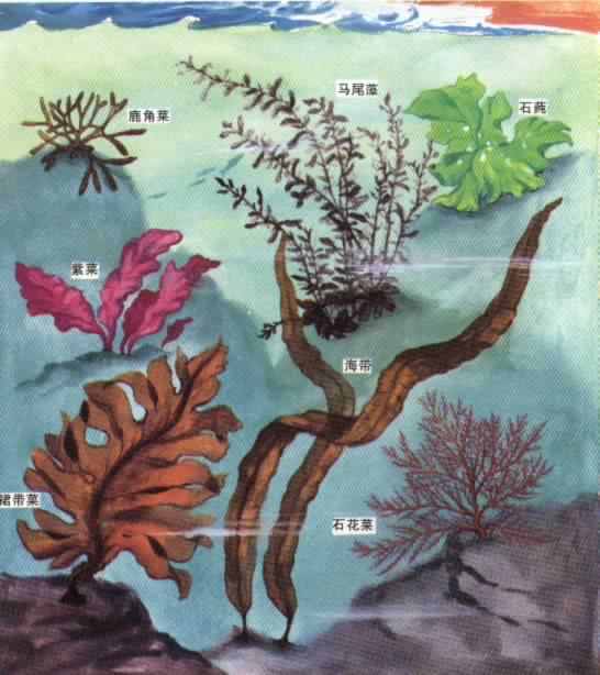 海藻-植物性狀 海藻-植物性狀