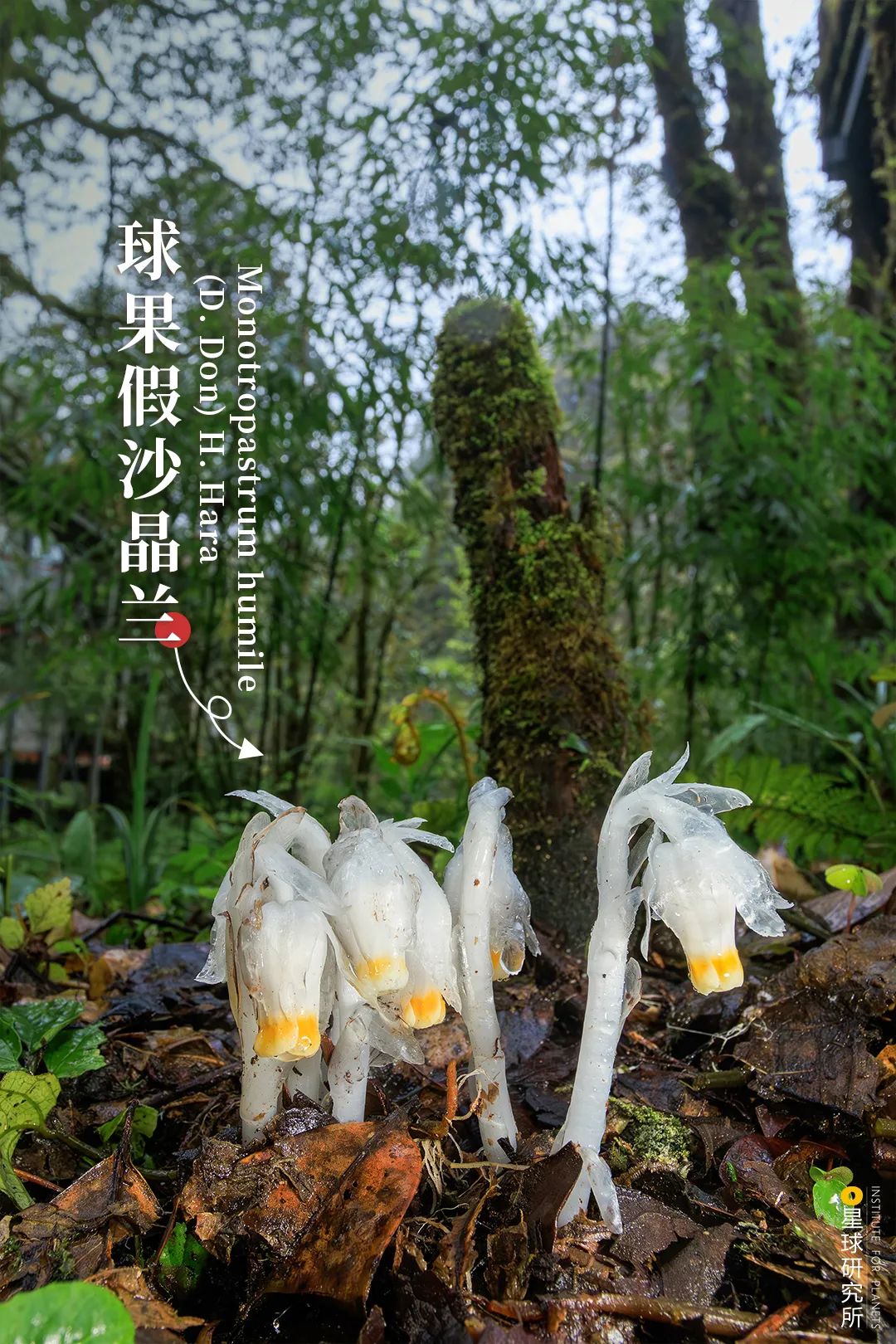 四川滎經：雲上仙城！