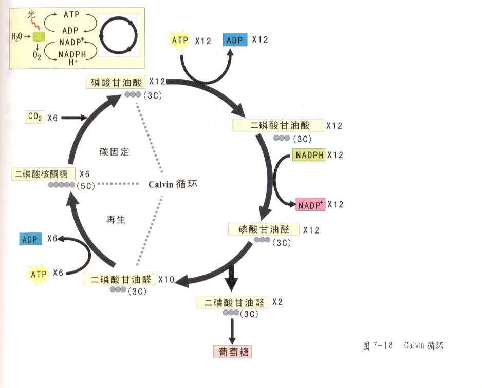 新陳代謝 新陳代謝