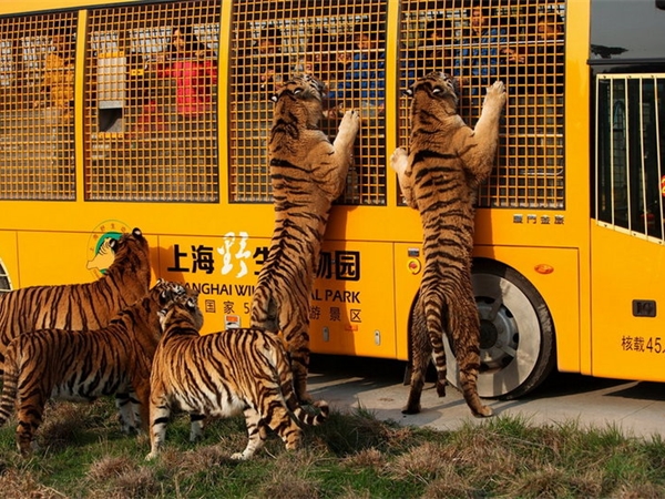 上海野生動物園 上海野生動物園