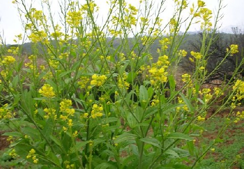 油菜籽 油菜籽