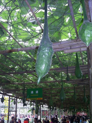 蛇南瓜 蛇南瓜