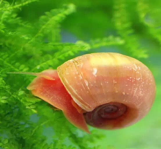 蘋果螺 蘋果螺