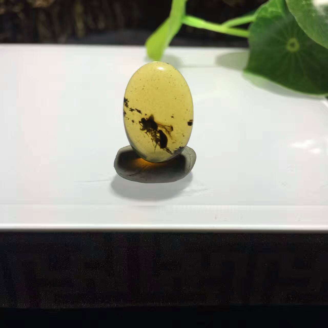 琥珀(松柏科植物樹脂形成化石) 琥珀(松柏科植物樹脂形成化石)