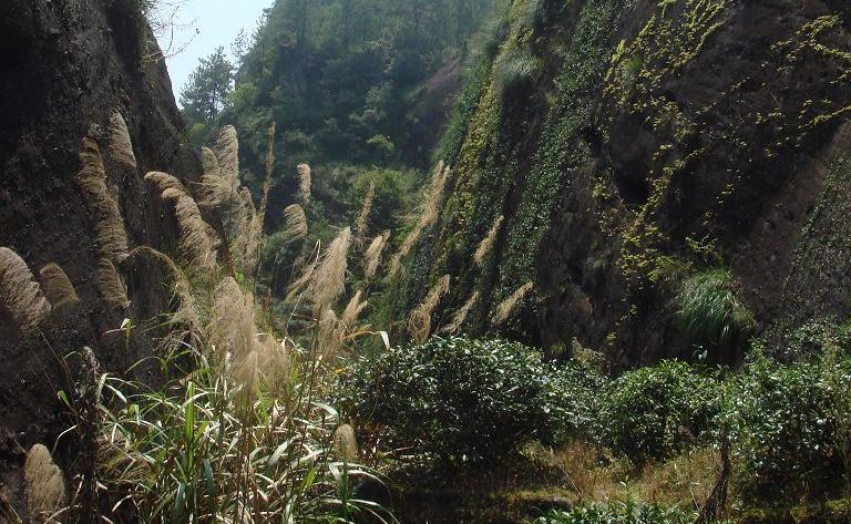 武夷岩茶生長環境 武夷岩茶生長環境