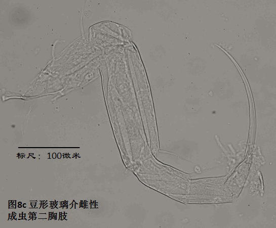 圖8c 圖8c