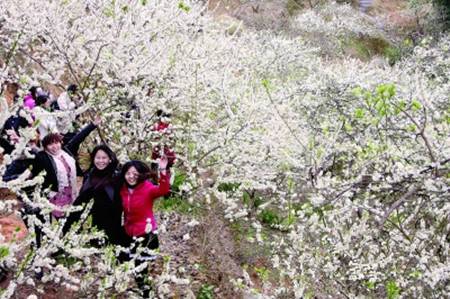 信宜李花旅遊文化節 信宜李花旅遊文化節