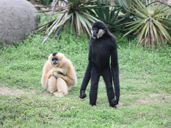 上海野生動物園 上海野生動物園