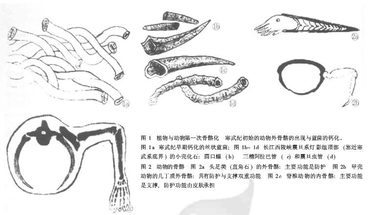 動物外骨骼的出現與藍菌的鈣化。