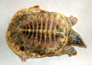 甲魚 甲魚
