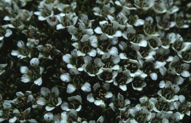 盤狀雪靈芝 盤狀雪靈芝