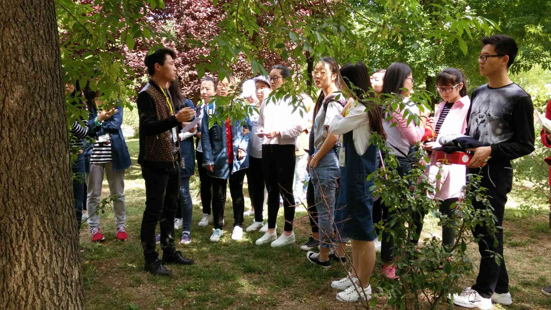 河南師範大學自然傳奇協會植物認知 河南師範大學自然傳奇協會植物認知