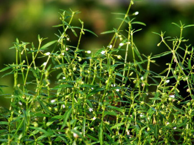 東鄉白花蛇舌草 東鄉白花蛇舌草