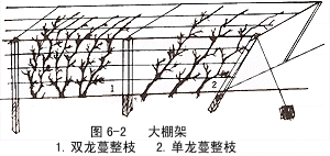 大棚架 大棚架