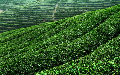 茶場 茶場