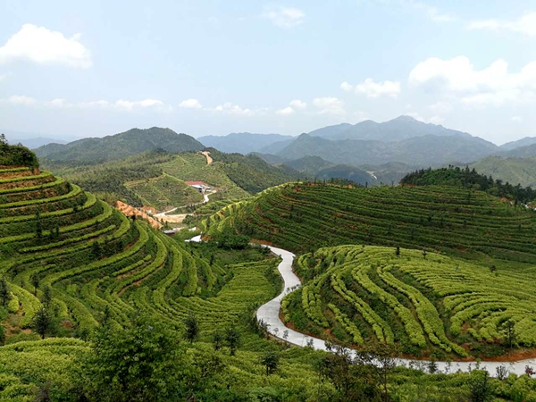 生態茶園景區 生態茶園景區