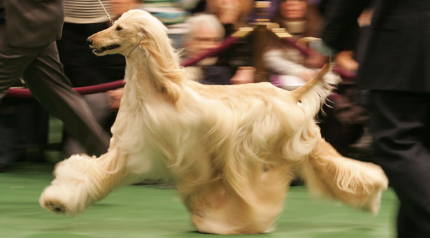 阿富汗獵犬的步態