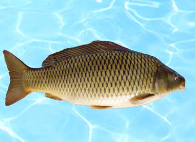鯉魚 鯉魚