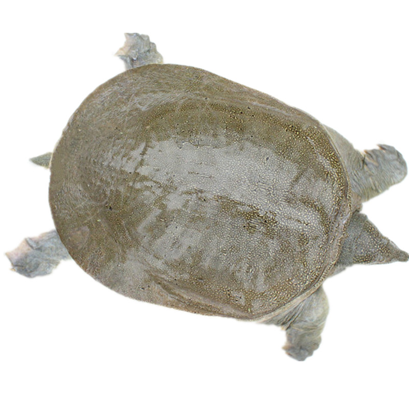 甲魚外形特徵 甲魚外形特徵