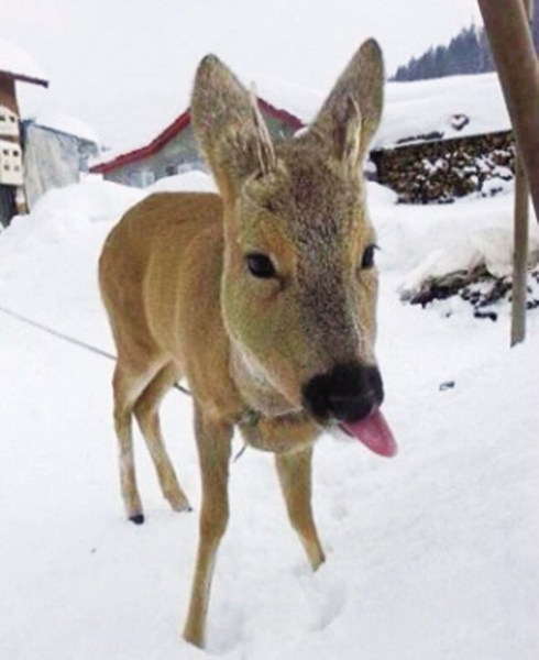 呆萌的雪泥馬