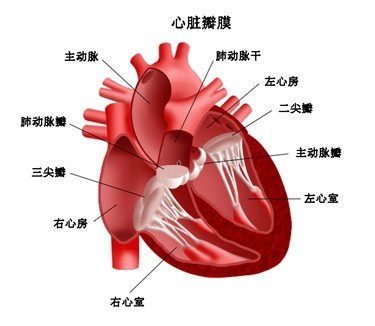心臟瓣膜 心臟瓣膜