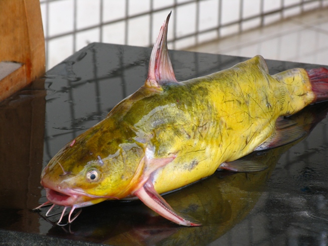 黃顙魚 黃顙魚