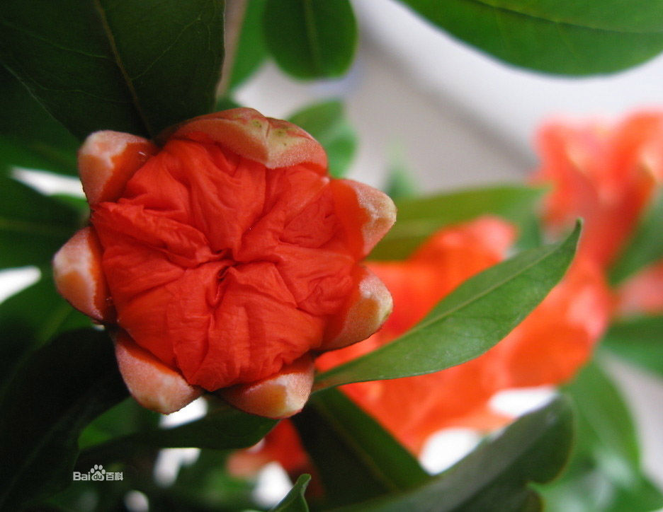 石榴花圖例 石榴花圖例