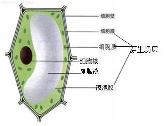 原生質層 原生質層