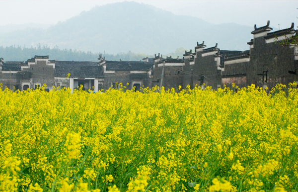 鶴舍古村 鶴舍古村