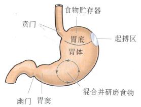 胃 胃