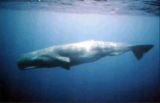 海洋生物(生物學術語) 海洋生物(生物學術語)