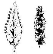 a:葉繁殖,b:零餘子繁殖 a:葉繁殖,b:零餘子繁殖