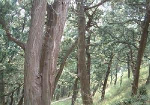 七曲山古柏 七曲山古柏