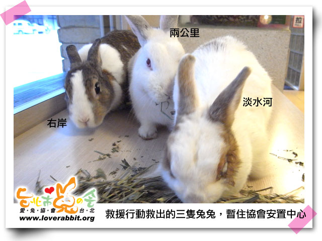 迷你兔 迷你兔