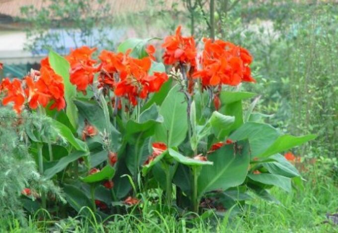 紅蕉