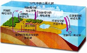 碳的生物循環示意圖 碳的生物循環示意圖