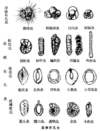 生殖與生活史有孔蟲的生殖方式 生殖與生活史有孔蟲的生殖方式