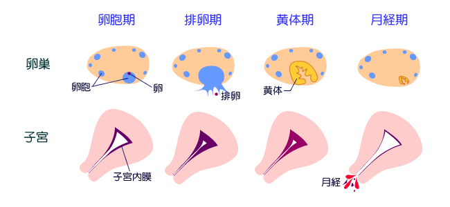 月經周期圖2