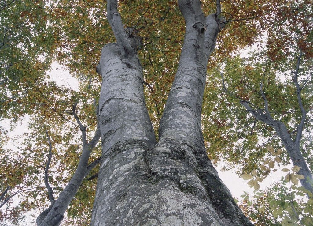 山毛櫸 山毛櫸