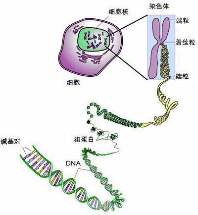 個體識別、親子鑑定,都離不開dna 個體識別、親子鑑定,都離不開dna