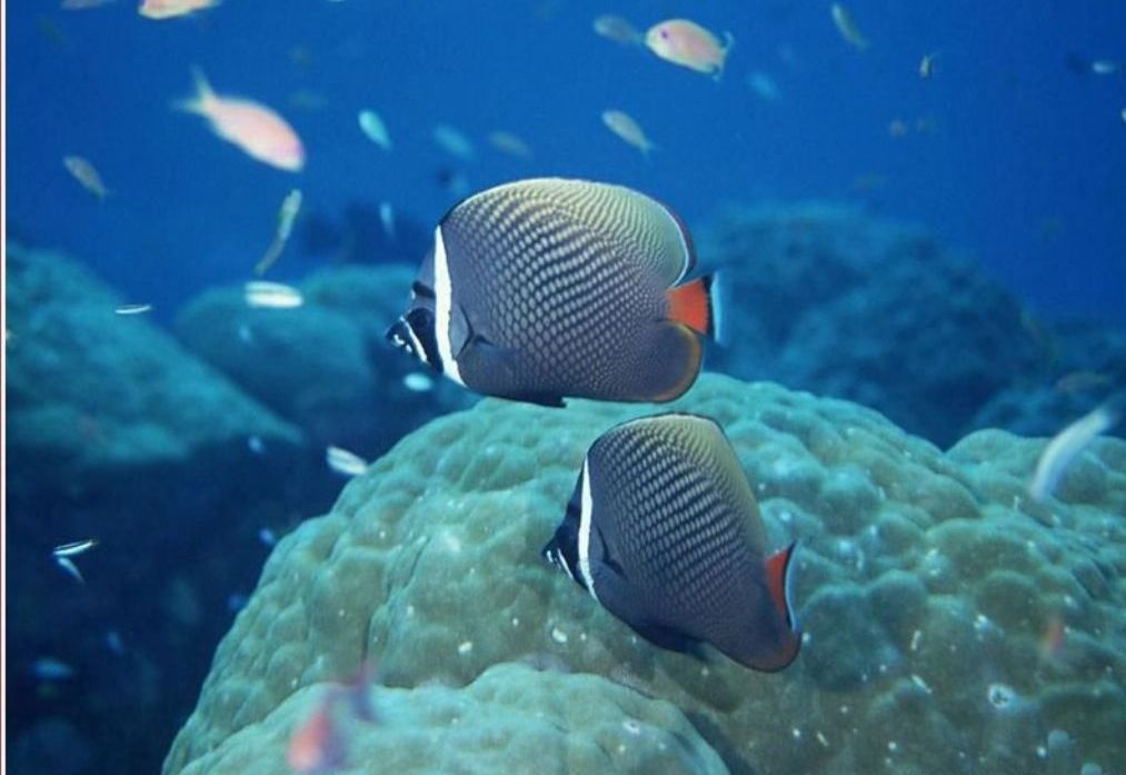 海洋生物(生物學術語) 海洋生物(生物學術語)