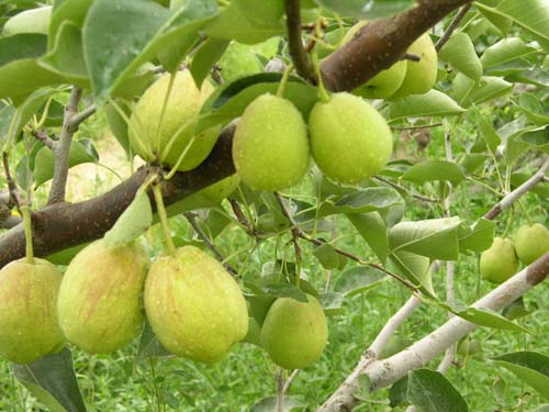 庫爾勒香梨 庫爾勒香梨