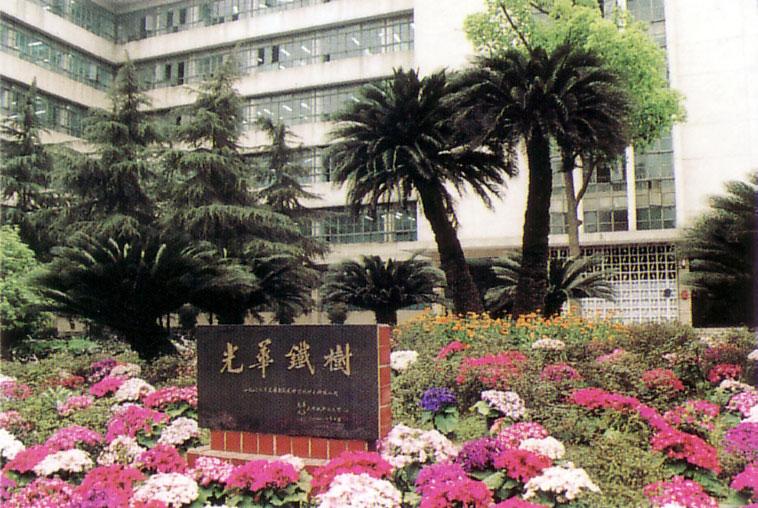 光華鐵樹 光華鐵樹