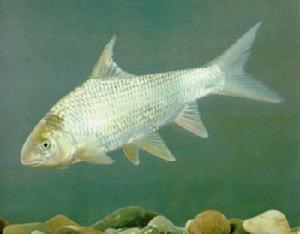 中國淡水魚 中國淡水魚