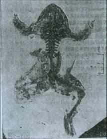 古生物學圖片