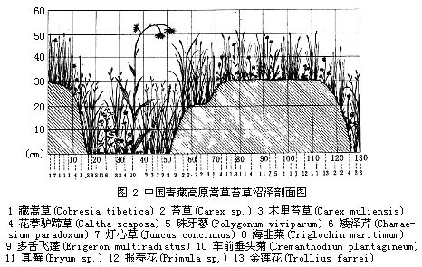 中國青藏高原蒿草苔草沼澤剖面圖 中國青藏高原蒿草苔草沼澤剖面圖
