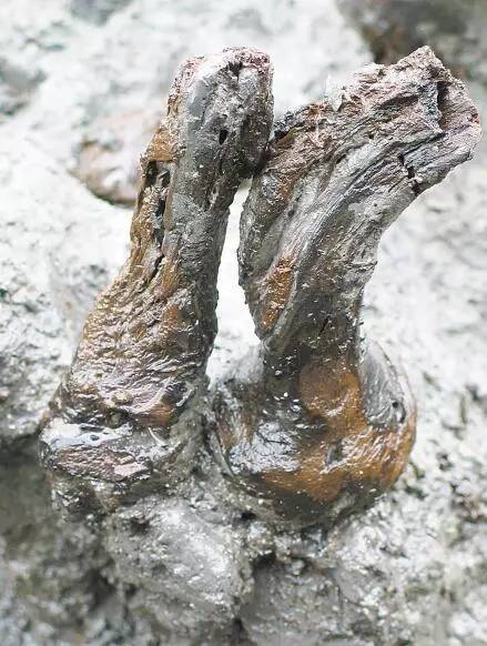 考古中出土的茶樹根