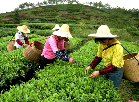 採摘綠茶 採摘綠茶