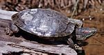 菱紋背水龜(malaclemys terrapin) 菱紋背水龜(malaclemys terrapin)