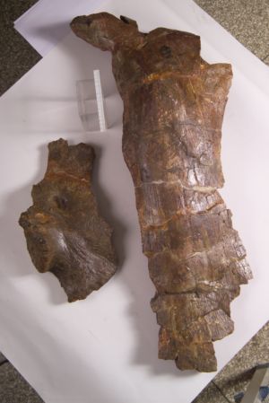中國古動物博物館奇台天山龍藏品圖片